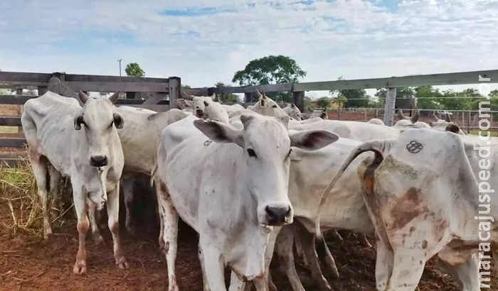 Fazendeiro é preso com 34 cabeças gado furtadas em Coxim Fazendeiro é preso com 34 cabeças gado furtadas em Coxim