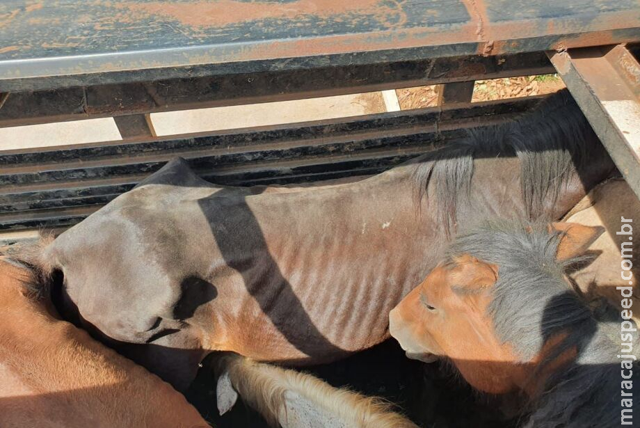 Mais de 70 cavalos são resgatados Mais de 70 cavalos são resgatados