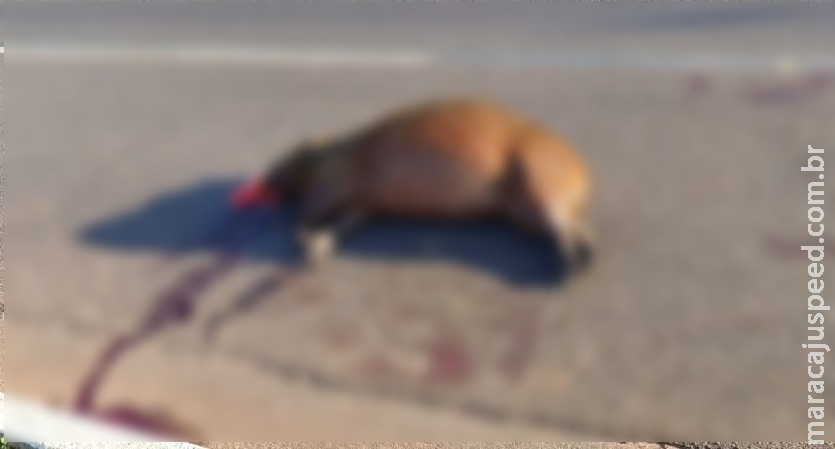 Motorista desatento atropela capivara em Três Lagoas Motorista desatento atropela capivara em Três Lagoas