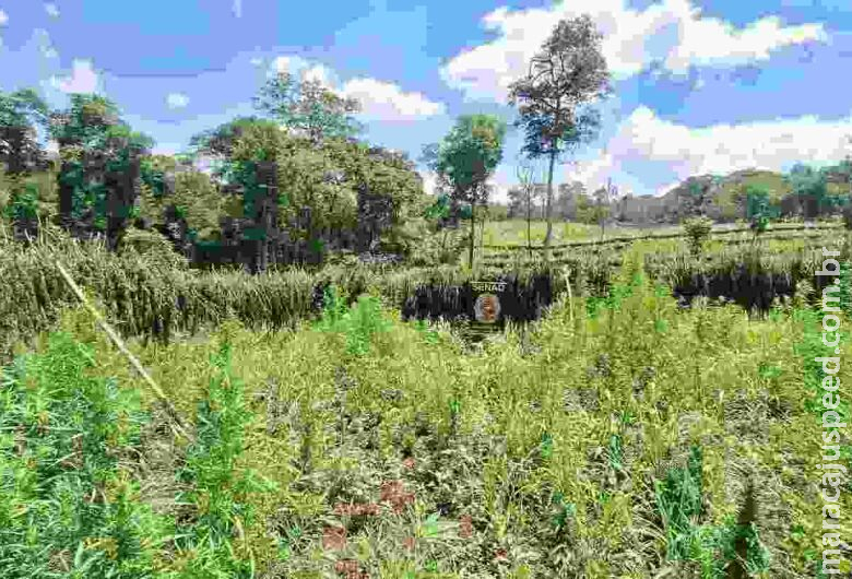 Operação elimina 21 toneladas de maconha em fase de produção Operação elimina 21 toneladas de maconha em fase de produção