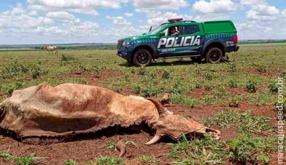 Pecuarista de Dourados é multado em mais de R$ 15 mil por deixar gado morrer de fome Pecuarista de Dourados é multado em mais de R$ 15 mil por deixar gado morrer de fome