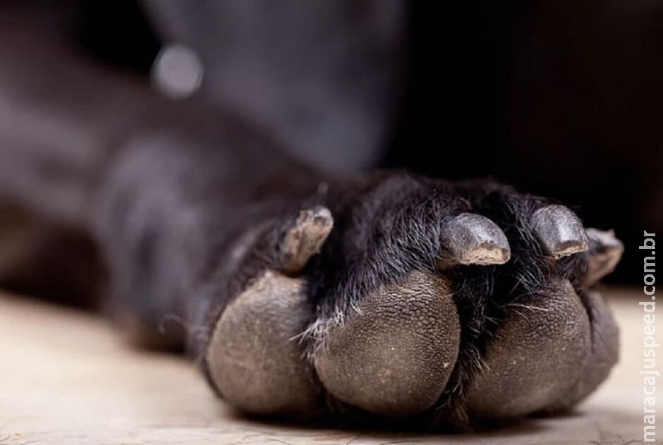 Pitbull deixa Labrador gravemente ferido em Corumbá Pitbull deixa Labrador gravemente ferido em Corumbá