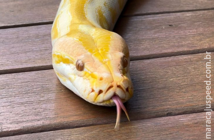 Píton albina que não pode retornar à natureza ganhará nova chance no Bioparque Pantanal Píton albina que não pode retornar à natureza ganhará nova chance no Bioparque Pantanal