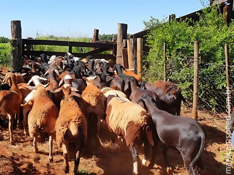 Produtores de Ovinos e Caprinos no MS Têm Um Ano para Regularizar Rebanhos Sem Multas Produtores de Ovinos e Caprinos no MS Têm Um Ano para Regularizar Rebanhos Sem Multas