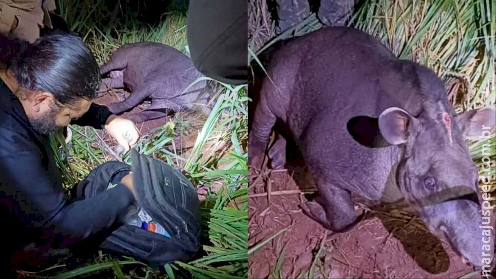 Antas atropeladas são resgatadas em rodovias de Mato Grosso do Sul Antas atropeladas são resgatadas em rodovias de Mato Grosso do Sul