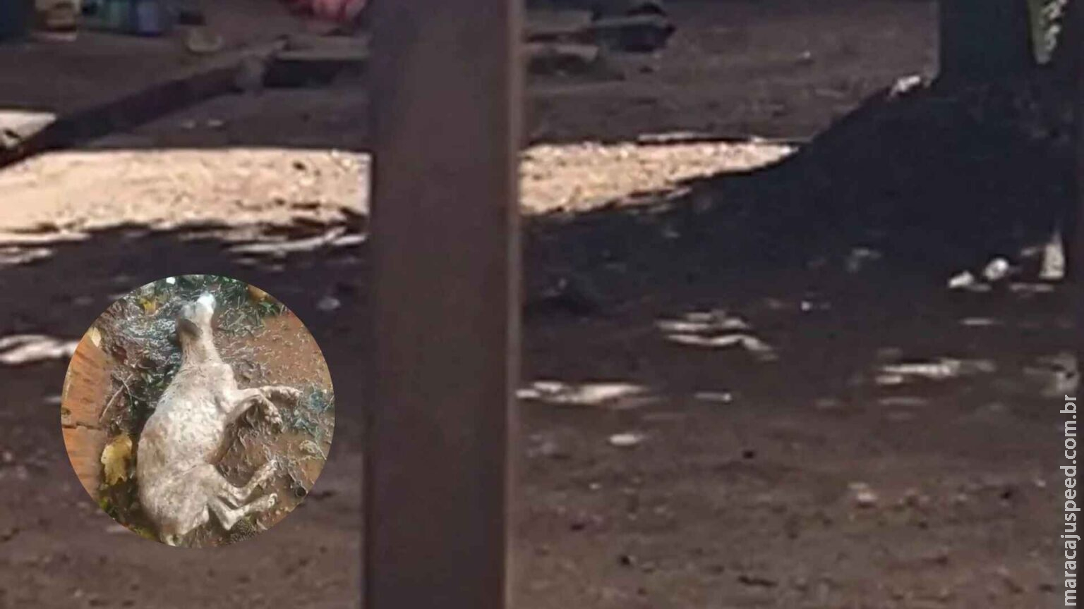 Cachorro é abandonado agonizando em meio a chuva em Bataguassu Cachorro é abandonado agonizando em meio a chuva em Bataguassu