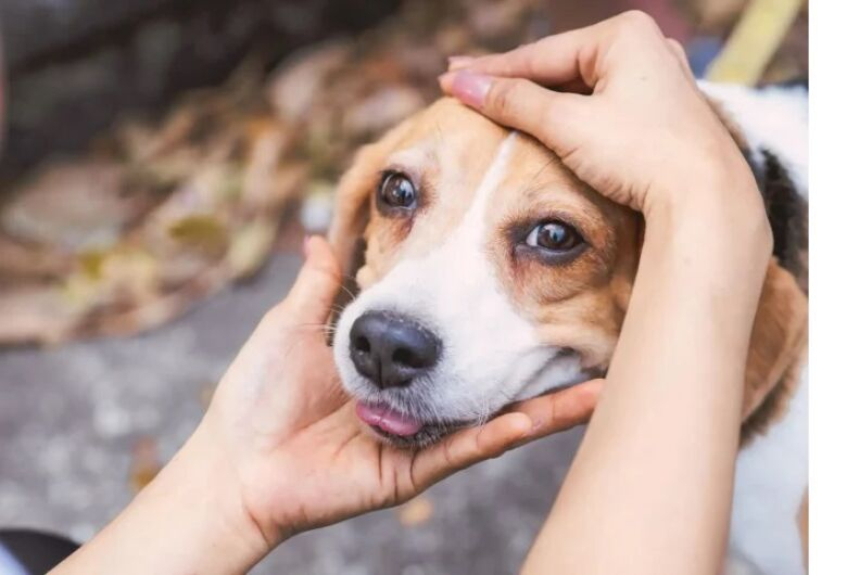 Campanha Dezembro Verde conscientiza sobre adoção de animais Campanha Dezembro Verde conscientiza sobre adoção de animais