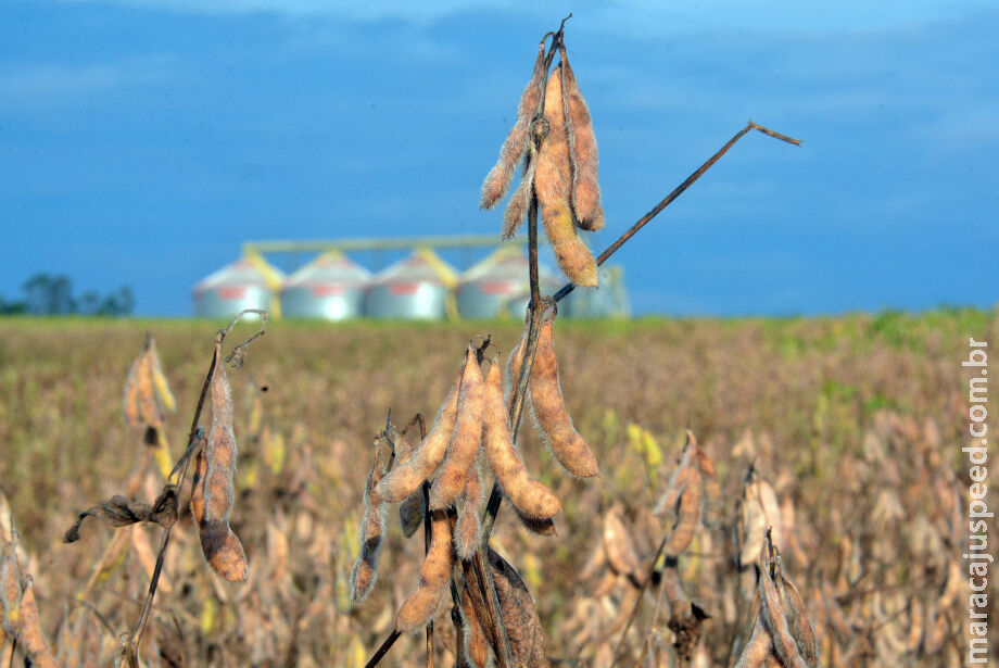 Cerrado (61% do território de MS) abriga quase metade da soja do País Cerrado (61% do território de MS) abriga quase metade da soja do País