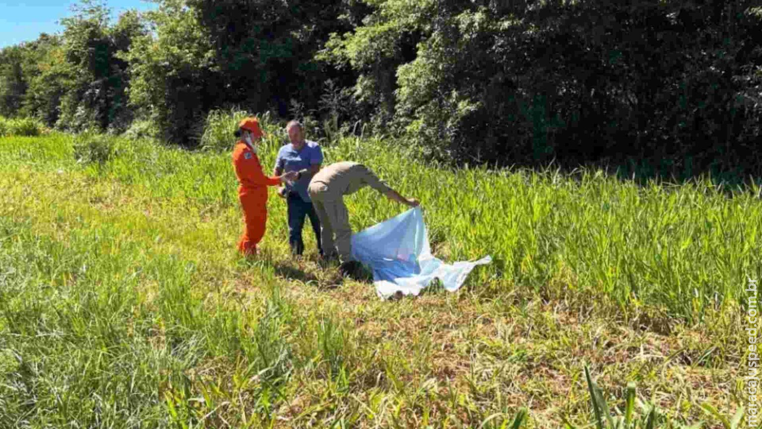 Corpo de mulher encontrado às margens da BR-376 com suspeita de atropelamento é identificado Corpo de mulher encontrado às margens da BR-376 com suspeita de atropelamento é identificado
