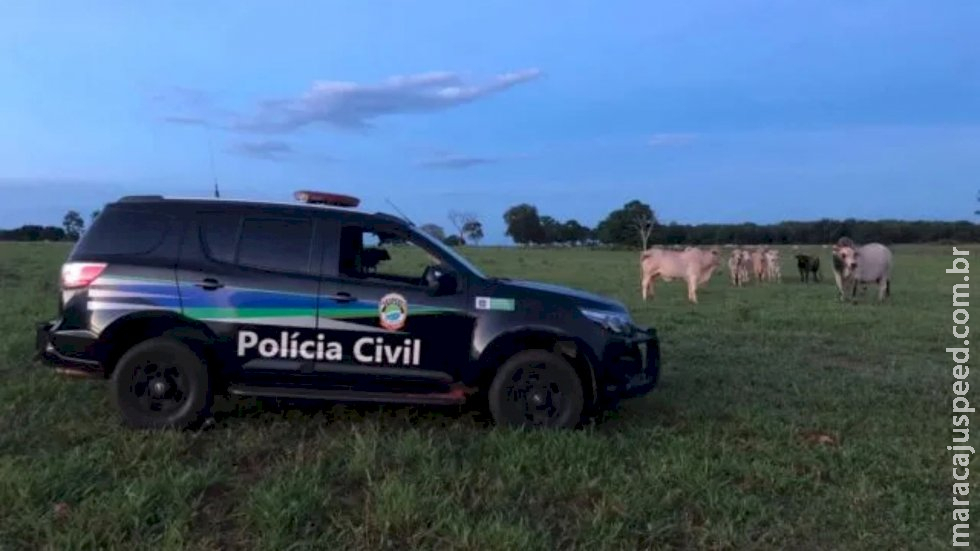 Dono de fazenda tem 27 cabeças de gado nelore roubadas e caso vai parar na delegacia em MS Dono de fazenda tem 27 cabeças de gado nelore roubadas e caso vai parar na delegacia em MS