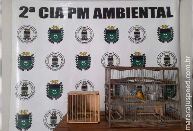 Homem é detido e multado por captura ilegal de pássaros silvestres Homem é detido e multado por captura ilegal de pássaros silvestres