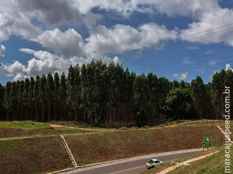 Maior exportador de celulose do Brasil, MS planeja expandir em 87% sua área de eucalipto nos próximos anos