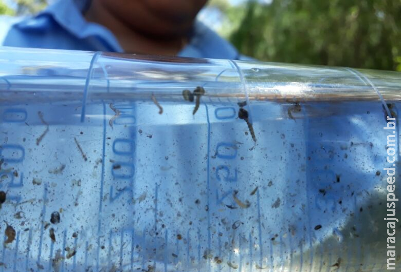 Mato Grosso do Sul ultrapassa 16 mil casos confirmados e 19 mil prováveis de dengue Mato Grosso do Sul ultrapassa 16 mil casos confirmados e 19 mil prováveis de dengue