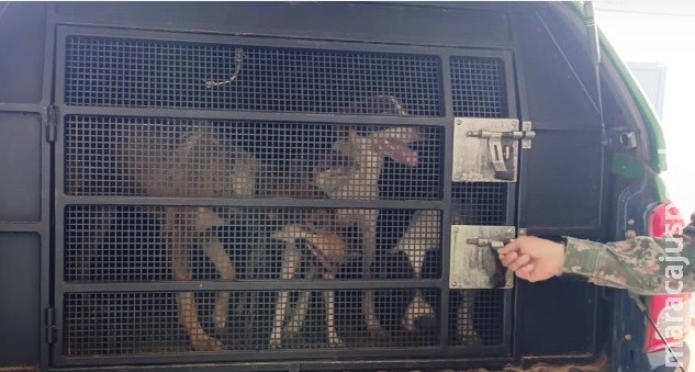Morador é autuado por maus-tratos após deixar cães presos, sem água e alimento