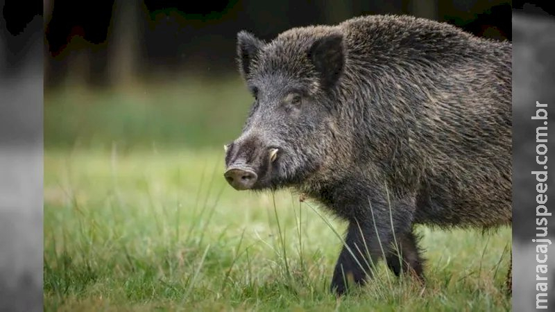 SP vai pagar mais de R$ 1 milhão para quem abater javalis e javaporcos