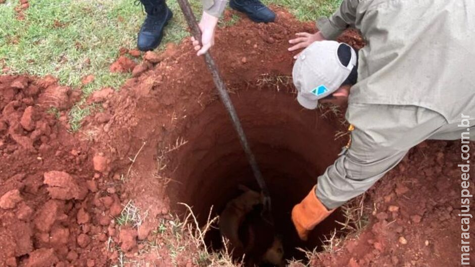 Três cachorros caem em buraco e precisam ser içados durante resgate em Chapadão do Sul Três cachorros caem em buraco e precisam ser içados durante resgate em Chapadão do Sul