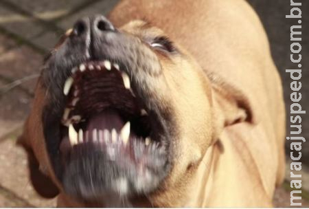 Ataque de cães pitbull coloca crianças em risco em Sidrolândia Ataque de cães pitbull coloca crianças em risco em Sidrolândia