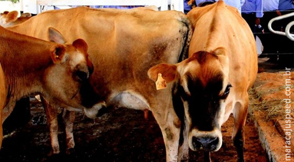 Homem tenta estuprar vaca, leva coice e morre com camisinha no pênis Homem tenta estuprar vaca, leva coice e morre com camisinha no pênis