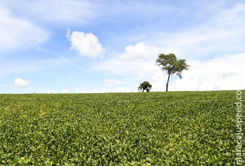 Mais de 70% das lavouras de soja apresentam boas condições de desenvolvimento