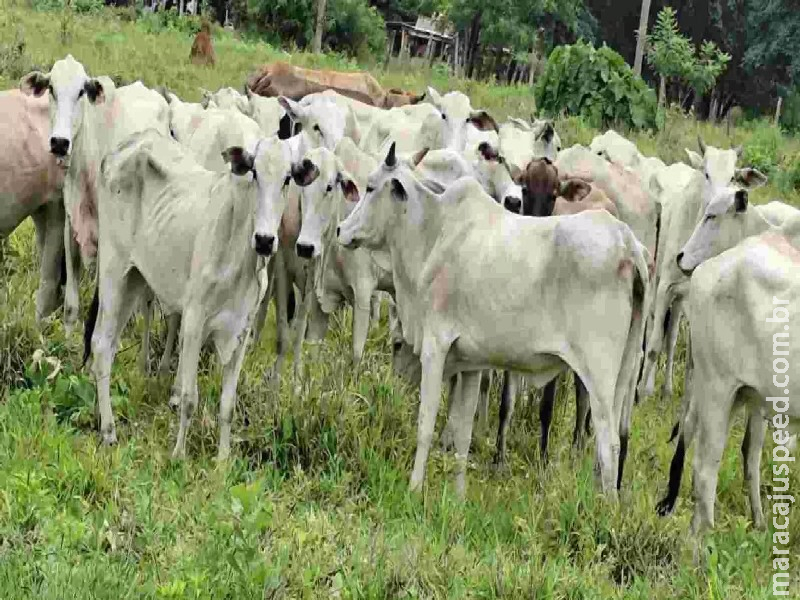 Trio é preso por roubo de 83 cabeças de gado na fronteira com Bela Vista Trio é preso por roubo de 83 cabeças de gado na fronteira com Bela Vista