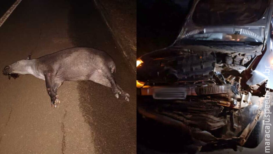 Anta morre atropelada e caminhonete fica com frente destruída na BR-060, em Chapadão do Sul Anta morre atropelada e caminhonete fica com frente destruída na BR-060, em Chapadão do Sul