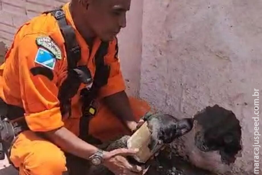 Cachorro prende pescoço em cano e é levado até quartel dos bombeiros para retirar objeto Cachorro prende pescoço em cano e é levado até quartel dos bombeiros para retirar objeto