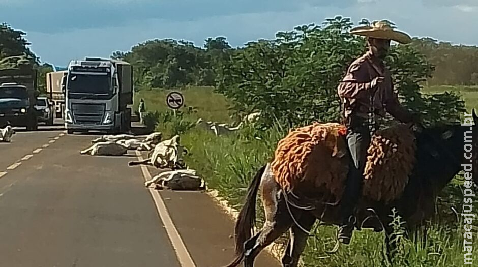 Caminhão desgovernado atropela e mata mais de 10 bois em Paraíso das Águas Caminhão desgovernado atropela e mata mais de 10 bois em Paraíso das Águas