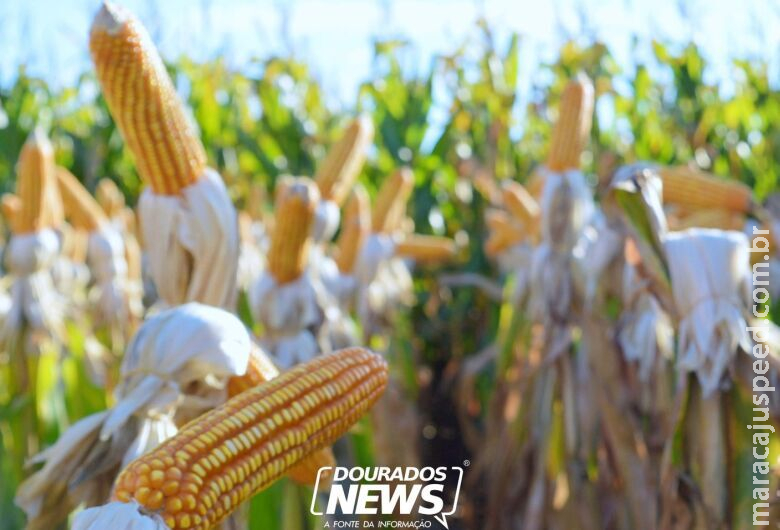 Conab aponta novo aumento na produção de grãos alcançando 325,7 milhões de toneladas na safra 24/25