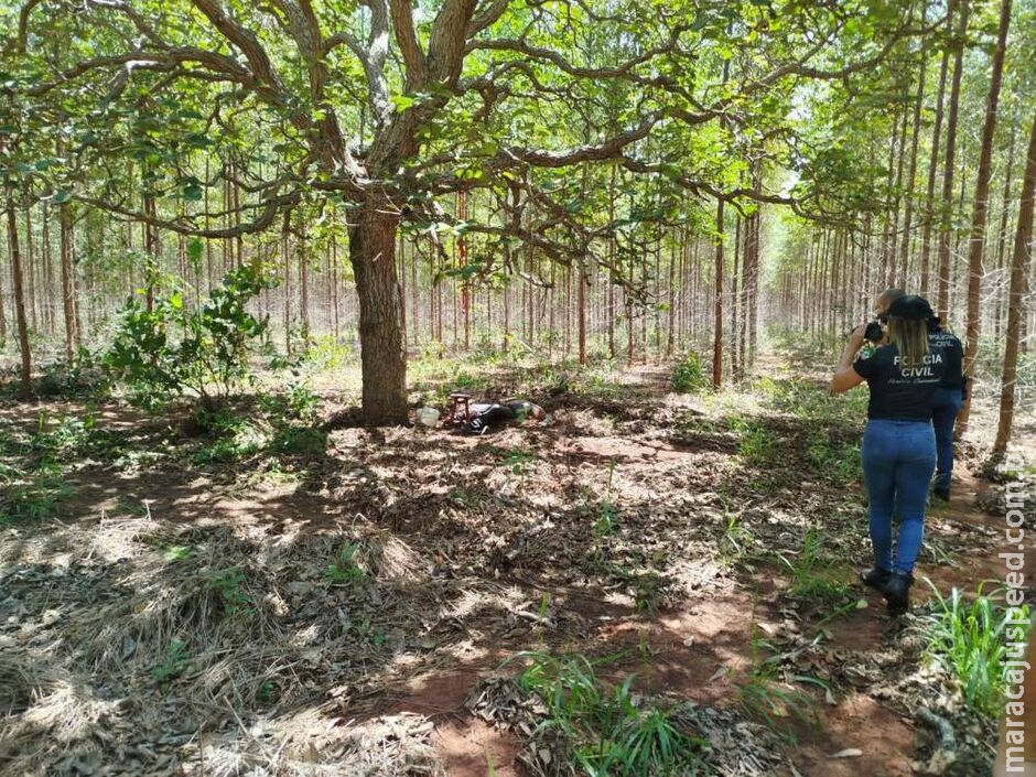 Corpo em decomposição é encontrado em plantação de eucalipto em Três Lagoas Corpo em decomposição é encontrado em plantação de eucalipto em Três Lagoas