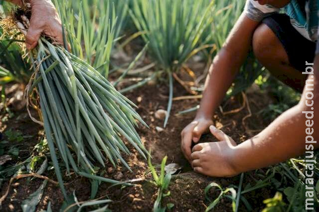 Desenrola rural prevê descontos de até 96% em dívidas de agricultores Desenrola rural prevê descontos de até 96% em dívidas de agricultores