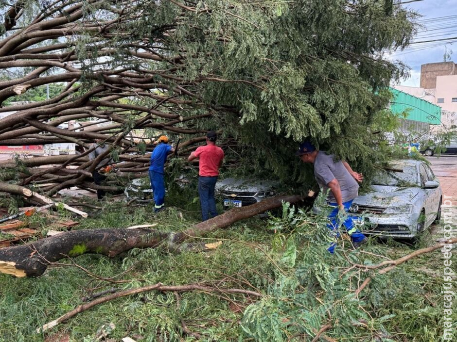 Durante temporal, árvore cai em cima de carros em Nova Andradina