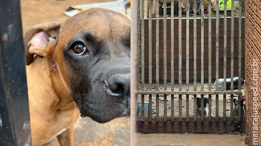 Filhotes de cachorros lotados de carrapatos são resgatados e tutor preso no São Conrado Filhotes de cachorros lotados de carrapatos são resgatados e tutor preso no São Conrado