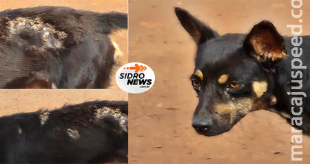 Homem abandona e agride próprio cachorro a chutes em Sidrolândia; Caso vai parar na polícia Homem abandona e agride próprio cachorro a chutes em Sidrolândia; Caso vai parar na polícia
