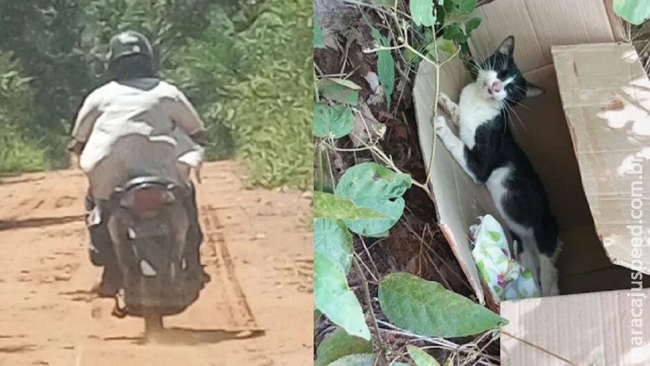 Homem é flagrado abandonando gato machucado em Aquidauana Homem é flagrado abandonando gato machucado em Aquidauana