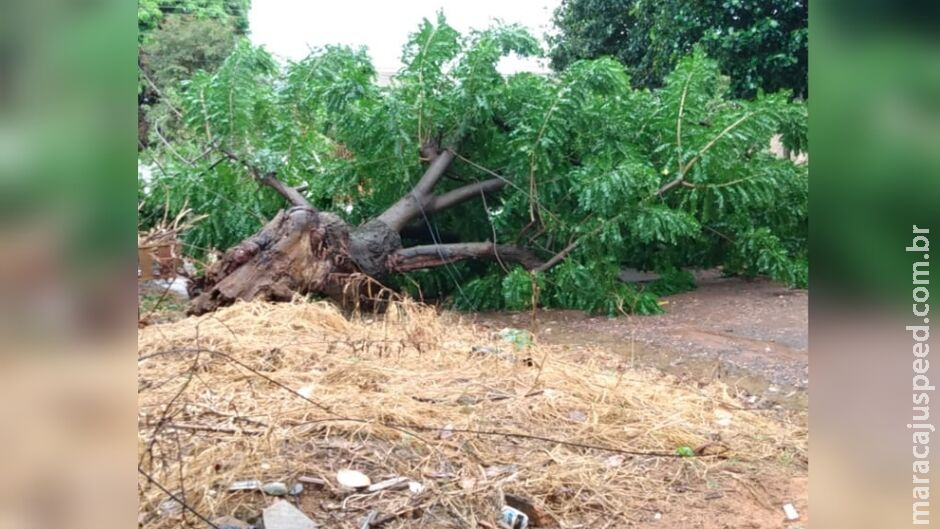 Idoso morre ao ser atingido por árvore durante corte em Campo Grande Idoso morre ao ser atingido por árvore durante corte em Campo Grande