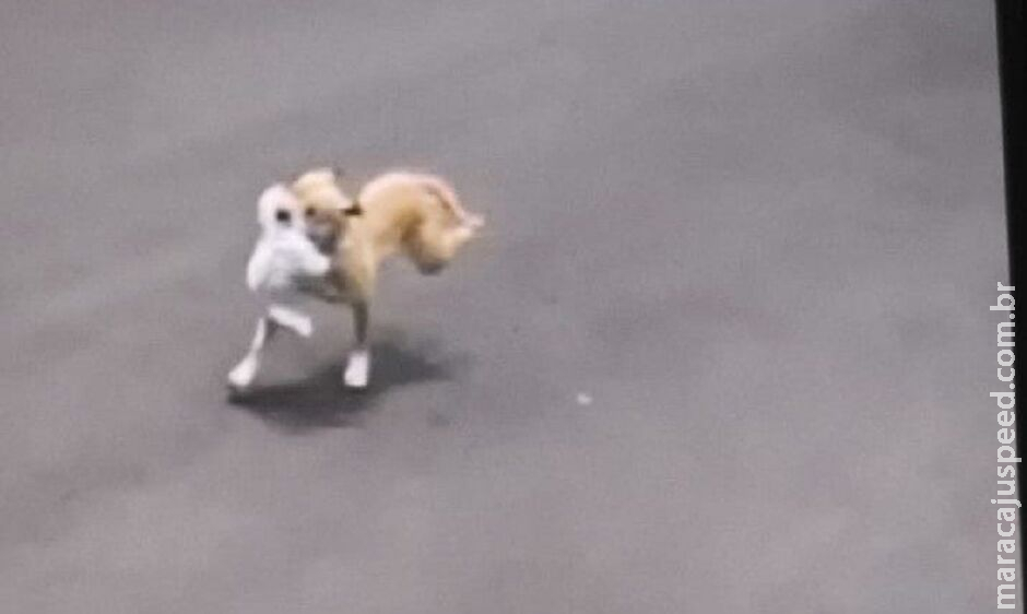 Jovem dono de pitbull é autuado em flagrante por maus-tratos a animais Jovem dono de pitbull é autuado em flagrante por maus-tratos a animais