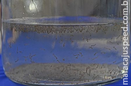 Mato Grosso do Sul já registrou 2.515 casos prováveis de Dengue, sendo 804 casos confirmados, em 2025 Mato Grosso do Sul já registrou 2.515 casos prováveis de Dengue, sendo 804 casos confirmados, em 2025