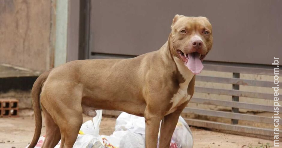 Motociclista tenta derrubar policiais e solta Pitbull para atacá-los durante fuga em Campo Grande Motociclista tenta derrubar policiais e solta Pitbull para atacá-los durante fuga em Campo Grande