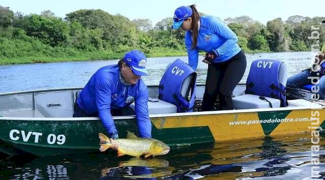 Projeto prorroga por mais dois anos proibição da pesca do dourado em MS Projeto prorroga por mais dois anos proibição da pesca do dourado em MS