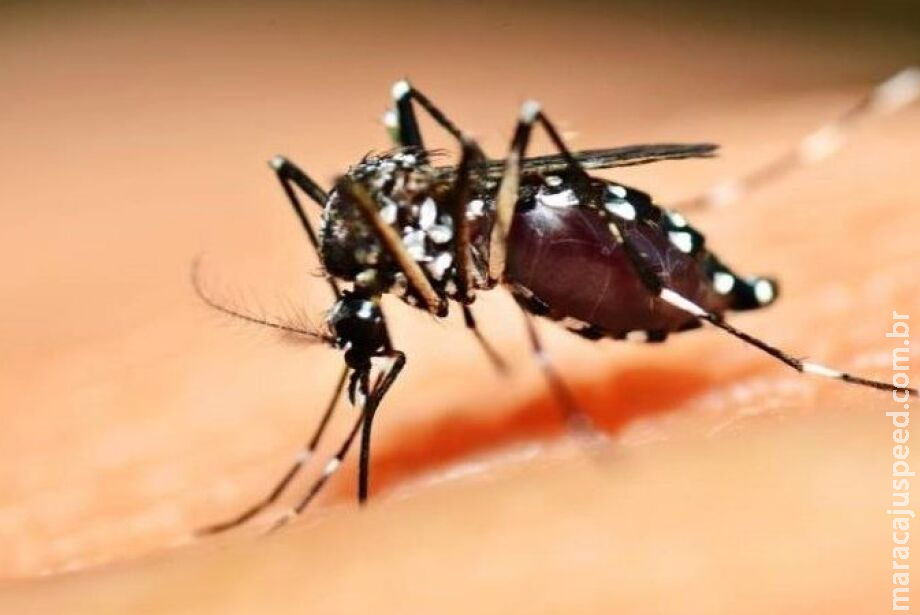 Registros de casos de dengue tipo 3 acendem alerta em MS Registros de casos de dengue tipo 3 acendem alerta em MS