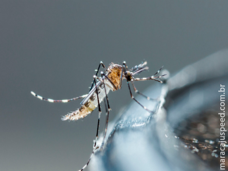 Sintomas de dengue: dos primeiros sinais até as manifestações mais graves Sintomas de dengue: dos primeiros sinais até as manifestações mais graves