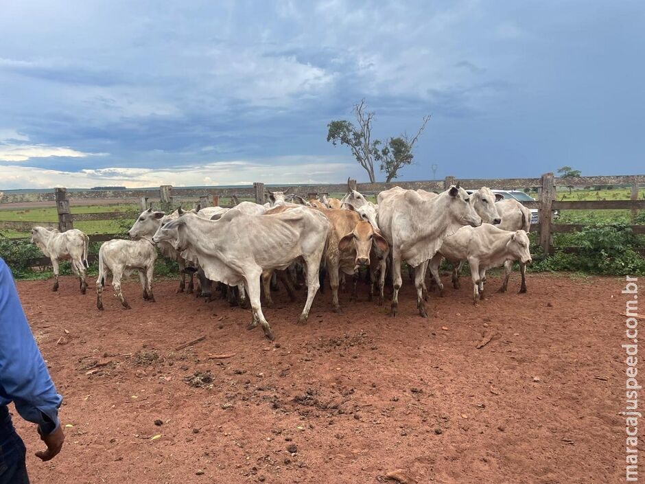 Suspeito de roubar animais de propriedades rurais é preso em Corguinho Suspeito de roubar animais de propriedades rurais é preso em Corguinho