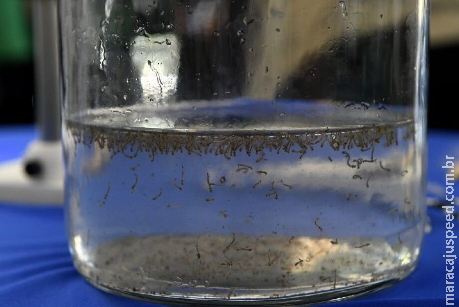Casos de chikungunya 