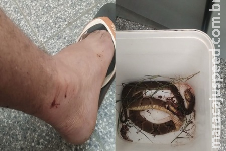 Granjeiro é picado por jararaca e chega à UPA com cobra dentro de um balde em Sidrolândia Granjeiro é picado por jararaca e chega à UPA com cobra dentro de um balde em Sidrolândia