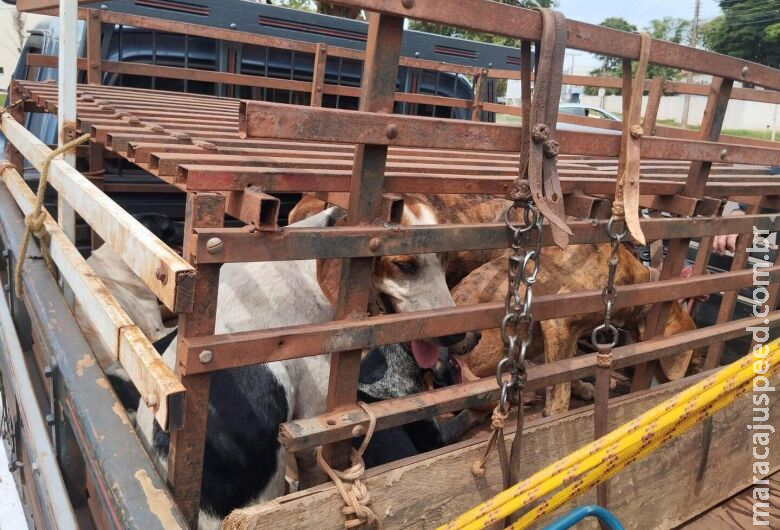 Homem é autuado por maus-tratos a animais e porte ilegal de arma Homem é autuado por maus-tratos a animais e porte ilegal de arma