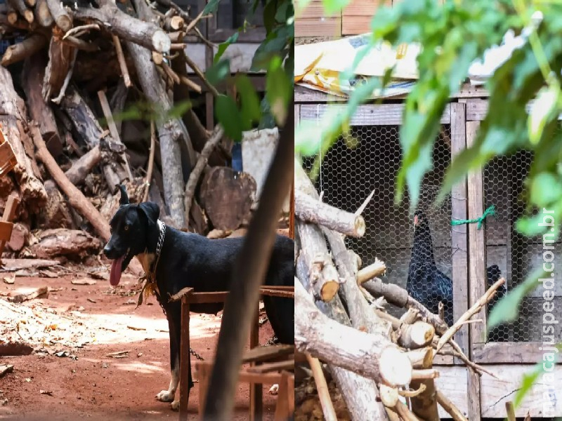 Homem é detido por manter galinhas, patos e 11 cães em local inadequado em Campo Grande Homem é detido por manter galinhas, patos e 11 cães em local inadequado em Campo Grande