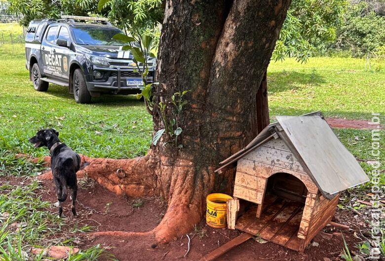 Idoso é preso por maus tratos a animais em área rural Idoso é preso por maus tratos a animais em área rural
