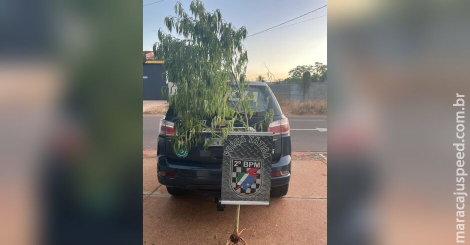 Polícia apreende pé de maconha de 2,5 metros e mulheres vão presas em Três Lagoas Polícia apreende pé de maconha de 2,5 metros e mulheres vão presas em Três Lagoas