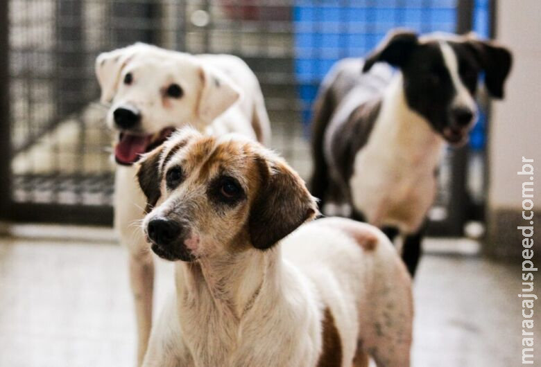 Projeto cria plataforma digital para facilitar a adoção de animais Projeto cria plataforma digital para facilitar a adoção de animais
