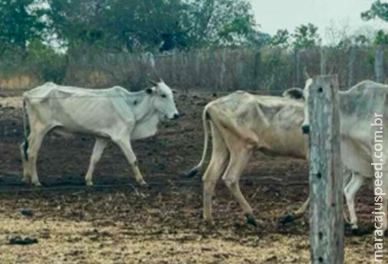 Promotoria apura caso de maus-tratos em fazenda onde gado tem passado fome Promotoria apura caso de maus-tratos em fazenda onde gado tem passado fome